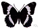 banded purple - North American butterfly with blue-black wings crossed by a broad white band