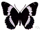 white admiral - North American butterfly with blue-black wings crossed by a broad white band