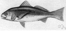 Genyonemus - a genus of Sciaenidae