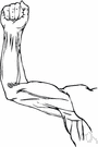 musculus deltoideus - a large triangular muscle covering the shoulder joint and serving to abduct and flex and extend and rotate the arm