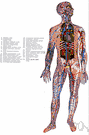 angiologist - a physician who specializes in angiology