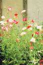 annual - (botany) a plant that completes its entire life cycle within the space of a year