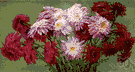 painted daisy - spring-flowering garden perennial of Asiatic origin having finely divided aromatic leaves and white to pink-purple flowers