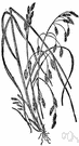 Bromus - a genus of grasses of the family Gramineae