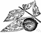 bitter hickory - hickory of the eastern United States having a leaves with 7 or 9 leaflets and thin-shelled very bitter nuts