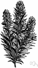 dyer's rocket - European mignonette cultivated as a source of yellow dye