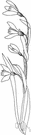 freesia - any of several plants of the genus Freesia valued for their one-sided clusters of usually fragrant yellow or white or pink tubular flowers