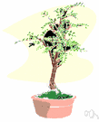 Chinese pea tree - shrub with dark-green glossy foliage and solitary pale yellow flowers