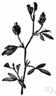 Medicago - a genus of herbs that resemble clover