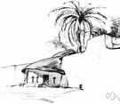 broom palm - small palm of southern Florida and West Indies closely resembling the silvertop palmetto