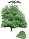 Apple tree - any tree of the genus Malus especially those bearing firm rounded edible fruits