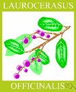 Prunus laurocerasus - frequently cultivated Eurasian evergreen shrub or small tree having showy clusters of white flowers and glossy foliage and yielding oil similar to bitter almond oil