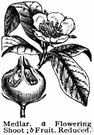 wild medlar - small deciduous tree of southern Africa having edible fruit