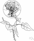 Populus deltoides - a common poplar of eastern and central United States