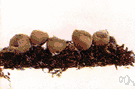 Peziza - type genus of the Pezizaceae: a variety of cup fungus