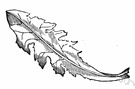 runcinate leaf - a leaf having incised margins with the lobes or teeth curved toward the base