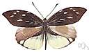 mimetic - exhibiting mimicry