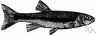 genus Phoxinus - minnows