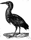 European bittern - a kind of bittern