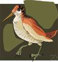 genus Scolopax