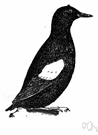 guillemot - small black or brown speckled auks of northern seas