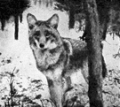 Canis latrans - small wolf native to western North America