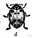 Hippodamia convergens - a variety of ladybug