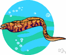 moray eel - family of brightly colored voracious eels of warm coastal waters