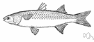 Mugil cephalus - most important commercial mullet in eastern United States