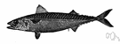 common mackerel - important food fish of the northern Atlantic and Mediterranean