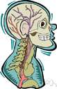 vena vorticosum - a vein formed by branches from the back surface of the eye and the ciliary body