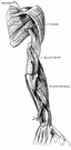 musculospiral nerve - largest branch of the brachial plexus