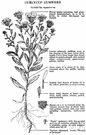 grindelia - large genus of coarse gummy herbs of western North and Central America