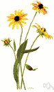 Rudbeckia serotina - the state flower of Maryland