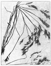 downy brome - annual or winter annual grass with softly hairy leaves of the Mediterranean