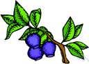 bilberry - erect blueberry of western United States having solitary flowers and somewhat sour berries