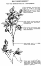 mountain blue berry - erect blueberry of western United States having solitary flowers and somewhat sour berries