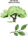 wych elm - Eurasian elm often planted as a shade tree