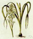 death camas - any of various plants of the genus Zigadenus having glaucous leaves and terminal racemes of mostly white flowers