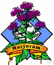 marjoram - aromatic Eurasian perennial