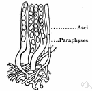 class Ascomycetes - large class of higher fungi coextensive with division Ascomycota: sac fungi