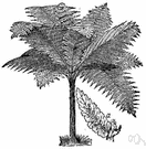 Cyathea medullaris - a showy tree fern of New Zealand and Australia having a crown of pinnated fronds with whitish undersides