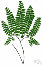 five-fingered maidenhair fern - hardy palmately branched North American fern with divergent recurved branches borne on lustrous dark reddish stipes