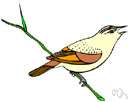 Acrocephalus