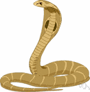 Naja naja - a cobra of tropical Africa and Asia