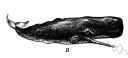 black whale - large whale with a large cavity in the head containing spermaceti and oil