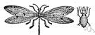 Myrmeleon - type genus of the Myrmeleontidae: antlions