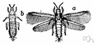 Thrips tobaci - injurious to onion plants and sometimes tobacco