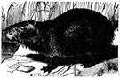 Capibara - pig-sized tailless South American amphibious rodent with partly webbed feet