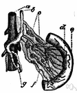 lacteal - any of the lymphatic vessels that convey chyle from the small intestine to the thoracic duct